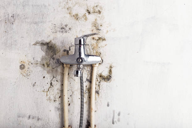 Best Insurance-Related Mold Remediation in St John, MO
