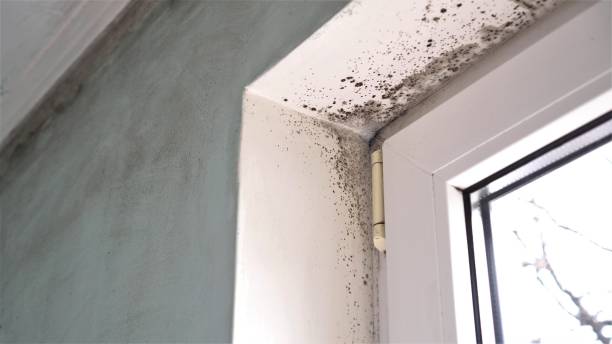 Best Black Mold Remediation in St John, MO