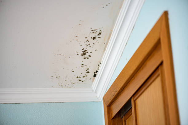 Best HVAC Mold Remediation in St John, MO