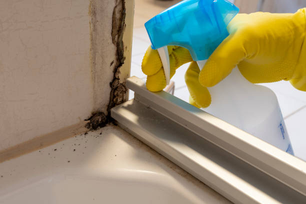 Best DIY Mold Remediation Support Services in St John, MO