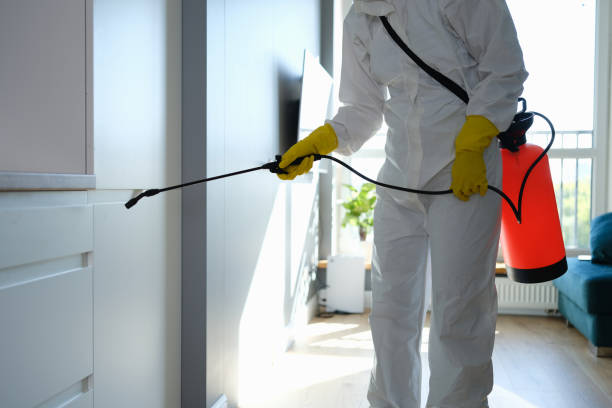 Best Residential Mold Remediation in St John, MO