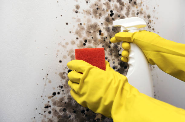 Professional Mold Remediation in St John, MO