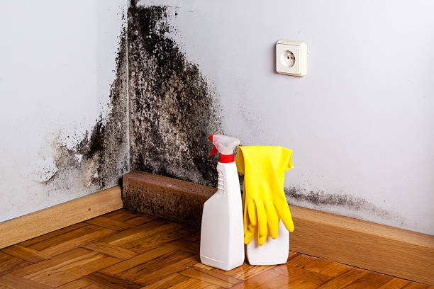 Best Basement Mold Remediation in St John, MO