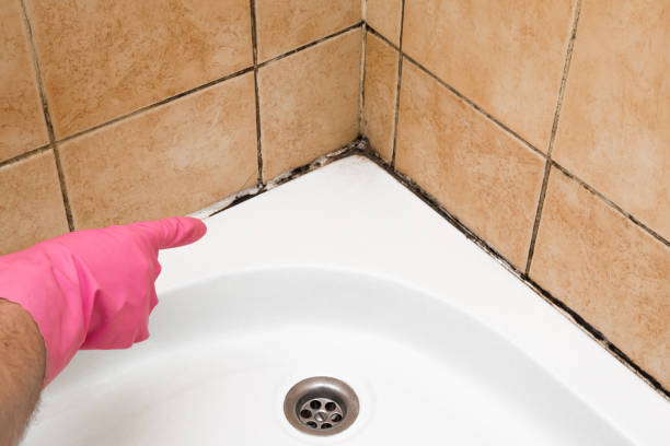 Best Post-Flood Mold Remediation in St John, MO